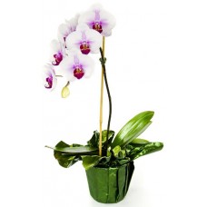 Orchid as a Gift - 5 inch - Assorted Colors